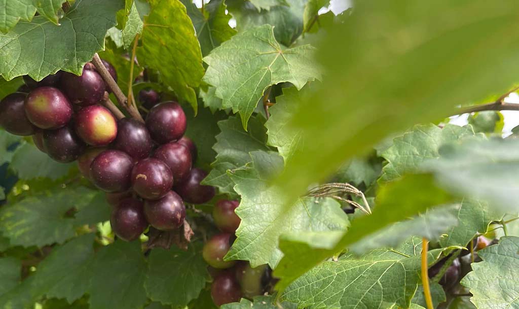 muscadine grapes