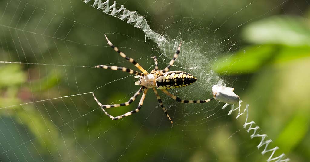 spider