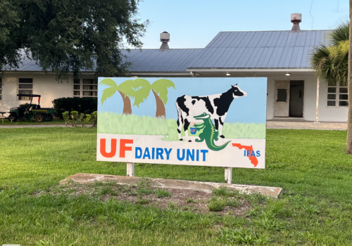 Sign at UF Dairy with a painting of a gator milking a black-and-white dairy cow