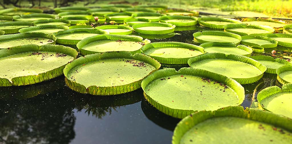 giant victoria water lilies