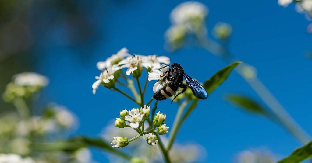 bee and wildflower