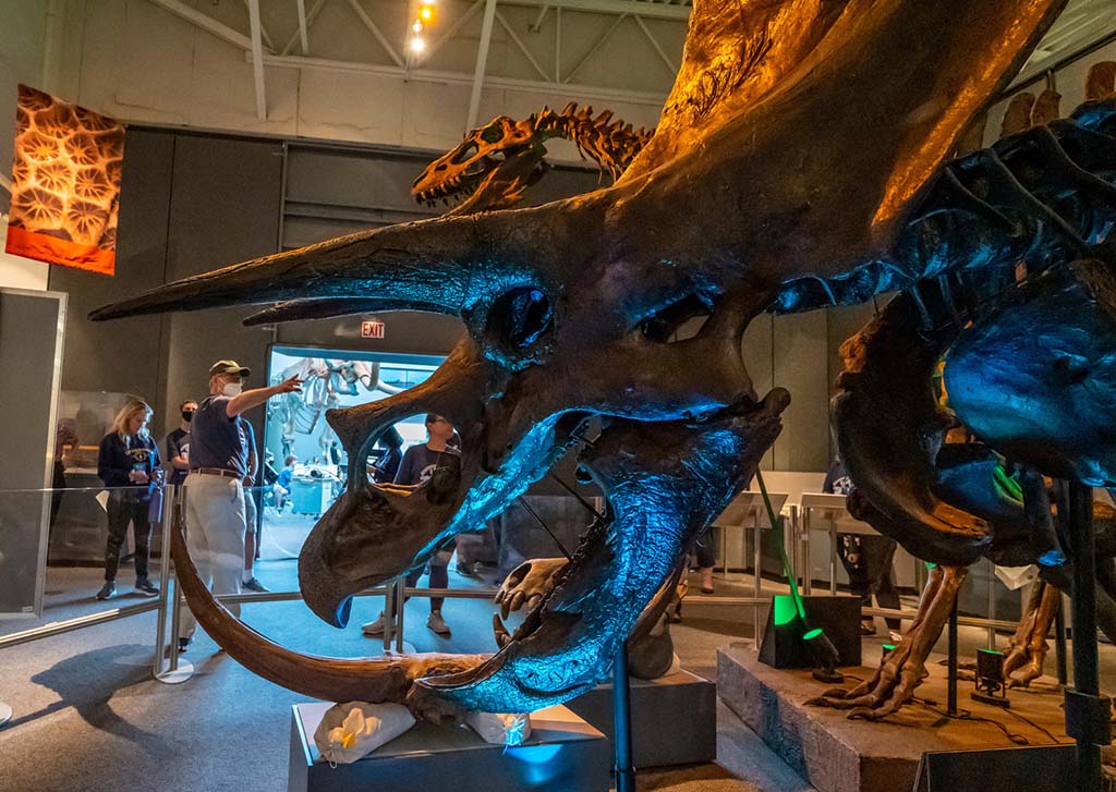 fossil exhibit