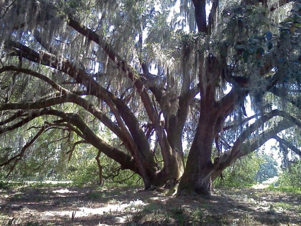 Serenity Oak Fair Oaks Farm
