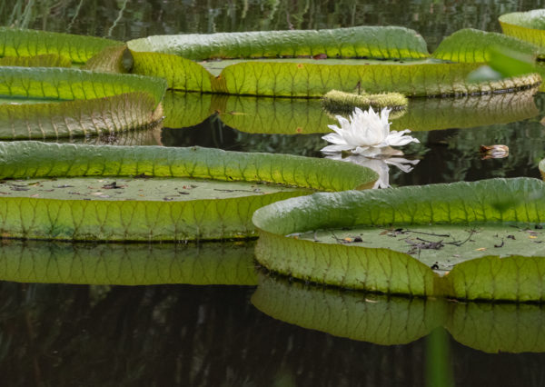 giant victoria water lilies and flower