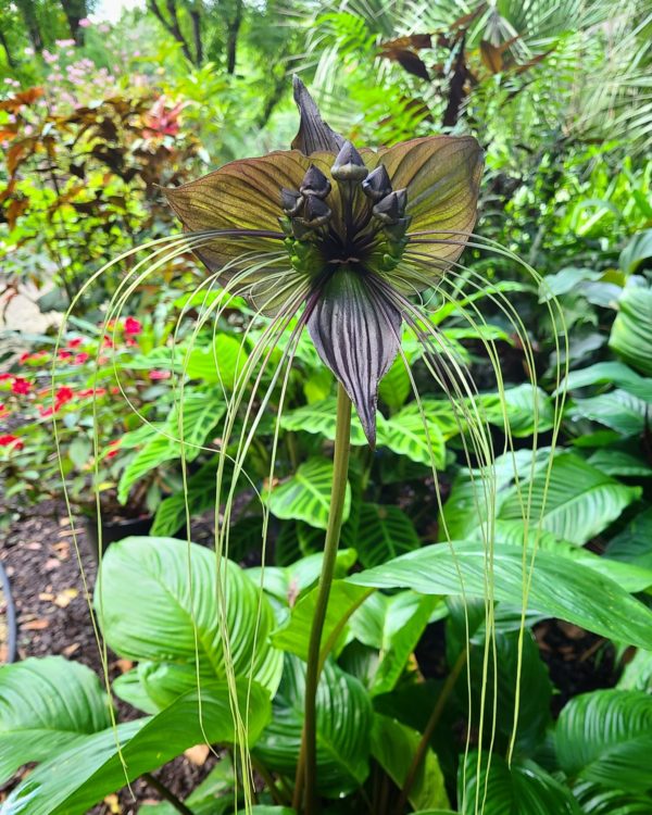 flower blooming