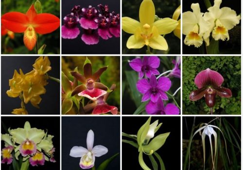 variety of blooming orchids