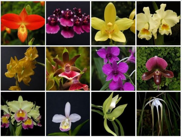 variety of blooming orchids