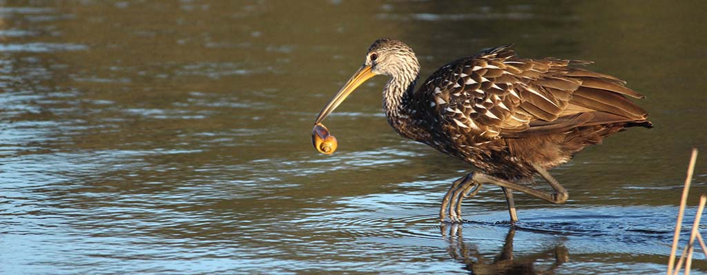 limpkin with snail