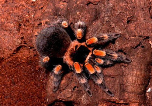 mexican red knee spider