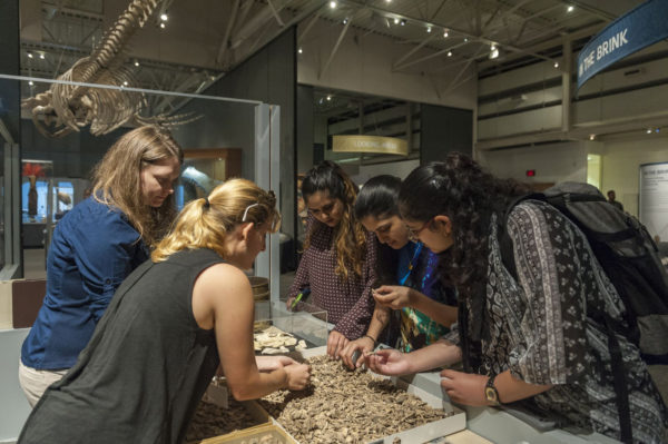 people sorting through fossils