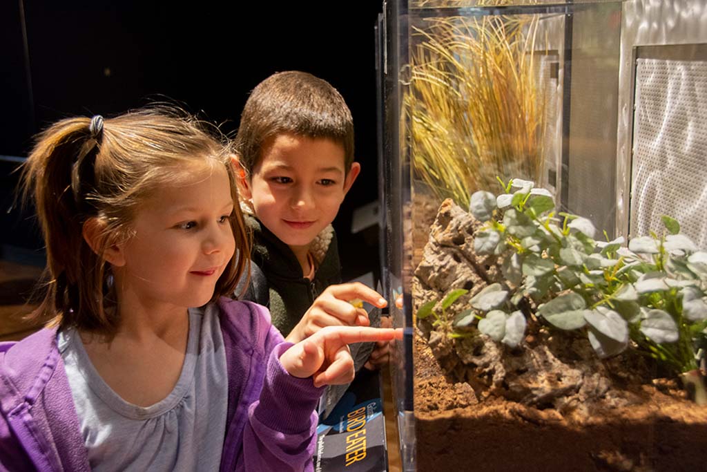 kids looking at spiders