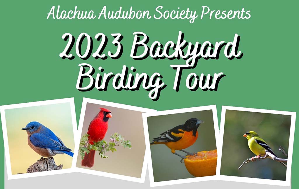 backyard birding tour