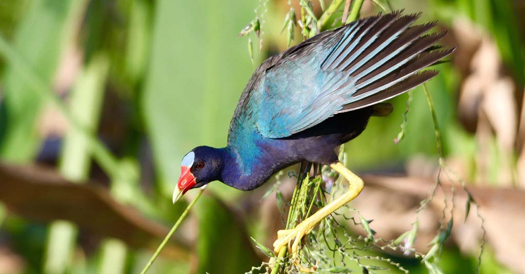 colorful bird at sweetwater wetlands park