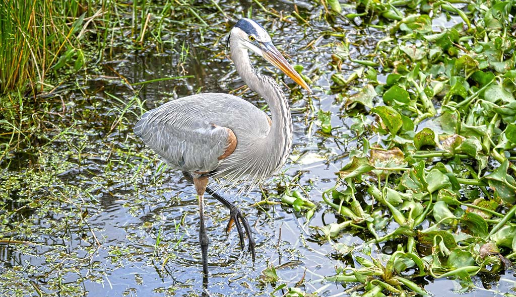 great blue heron