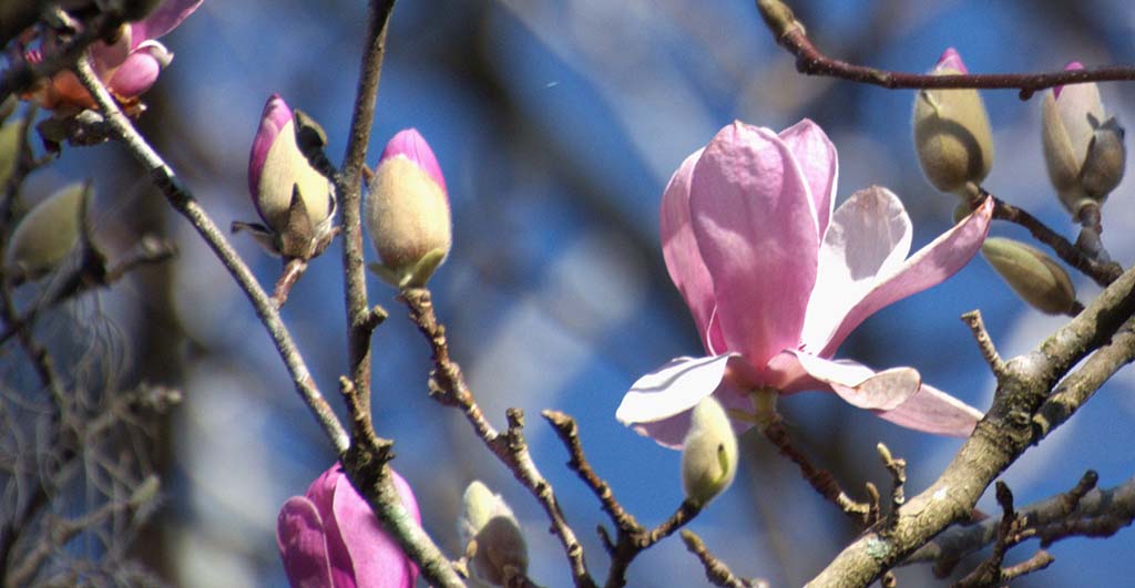 saucer magnolia blooms