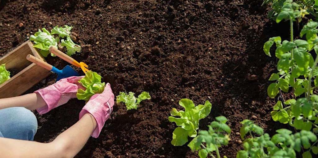 person gardening in soil