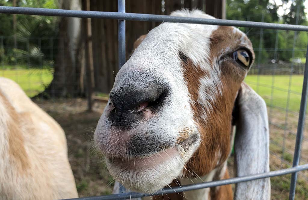image of dairy goat