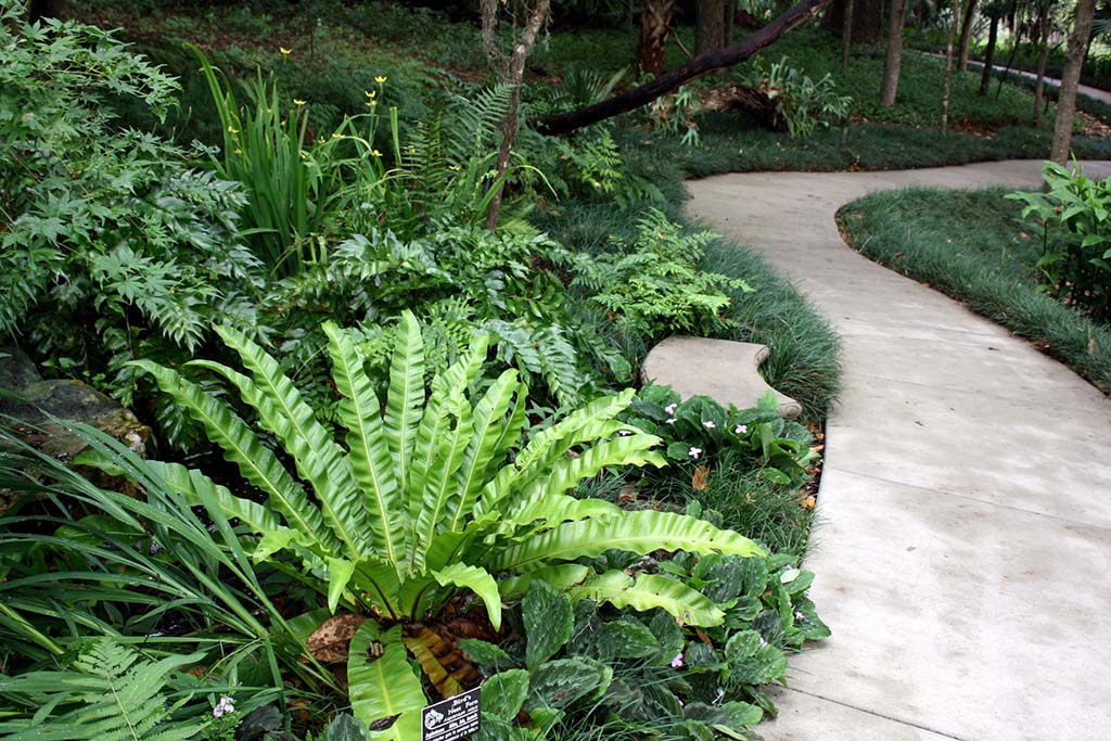 trail at kanapaha botanical gardens