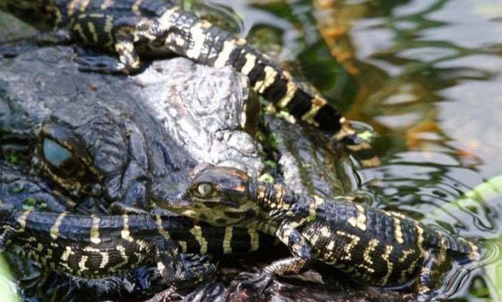 alligators at sweetwater wetlands park