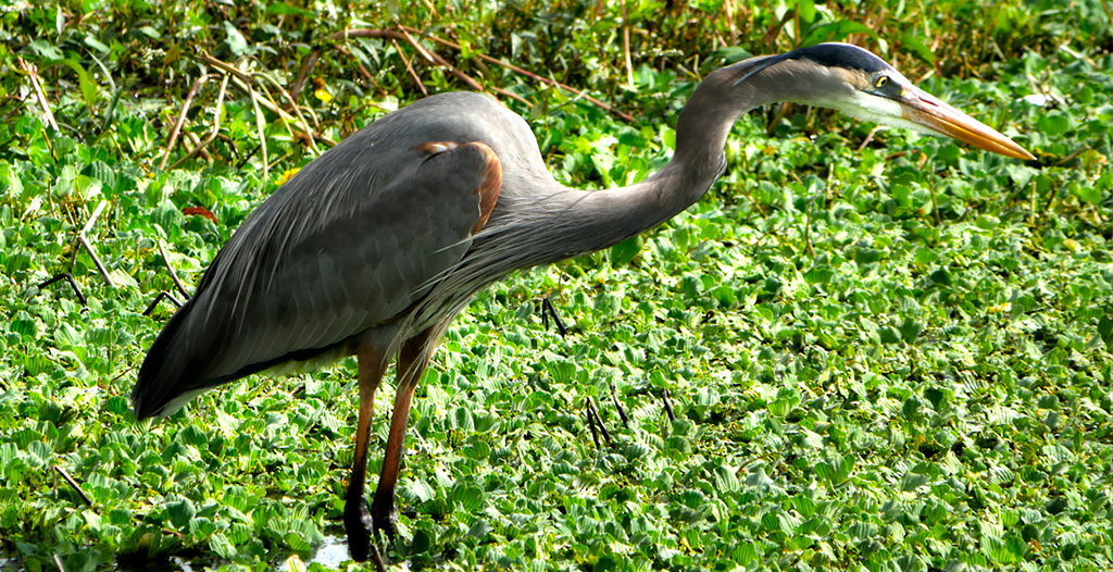 great blue heron