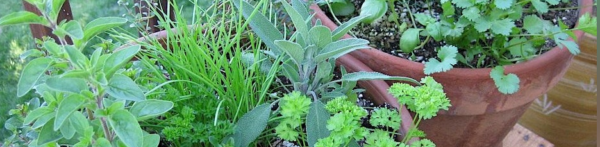 herbs in garden