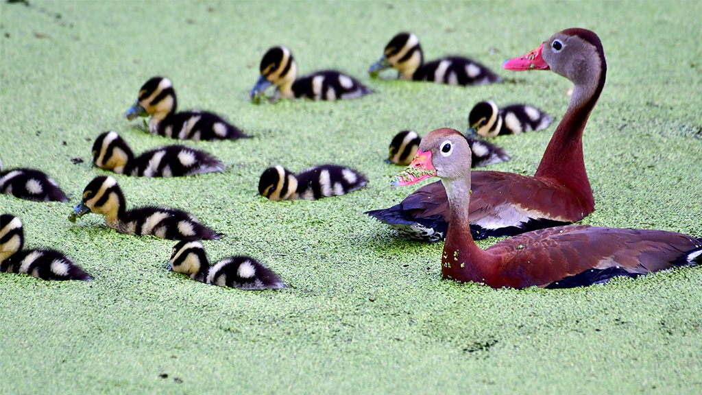 ducks in water