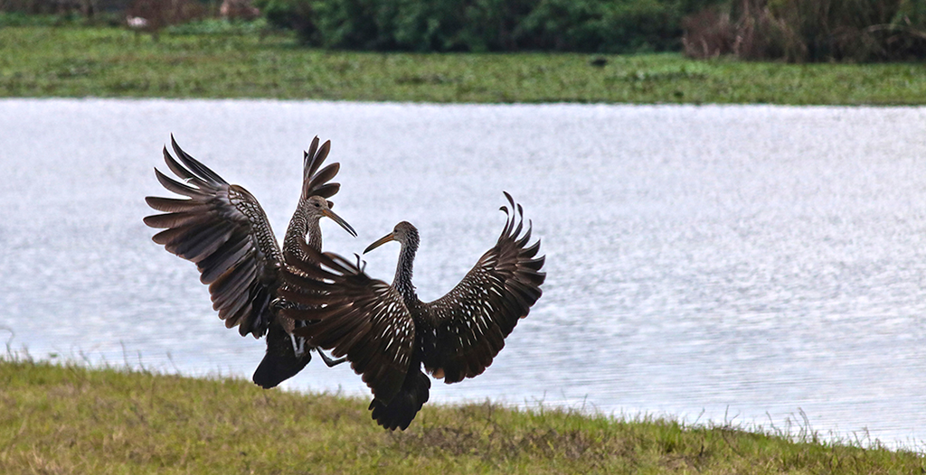 limpkins with wings spread in midair