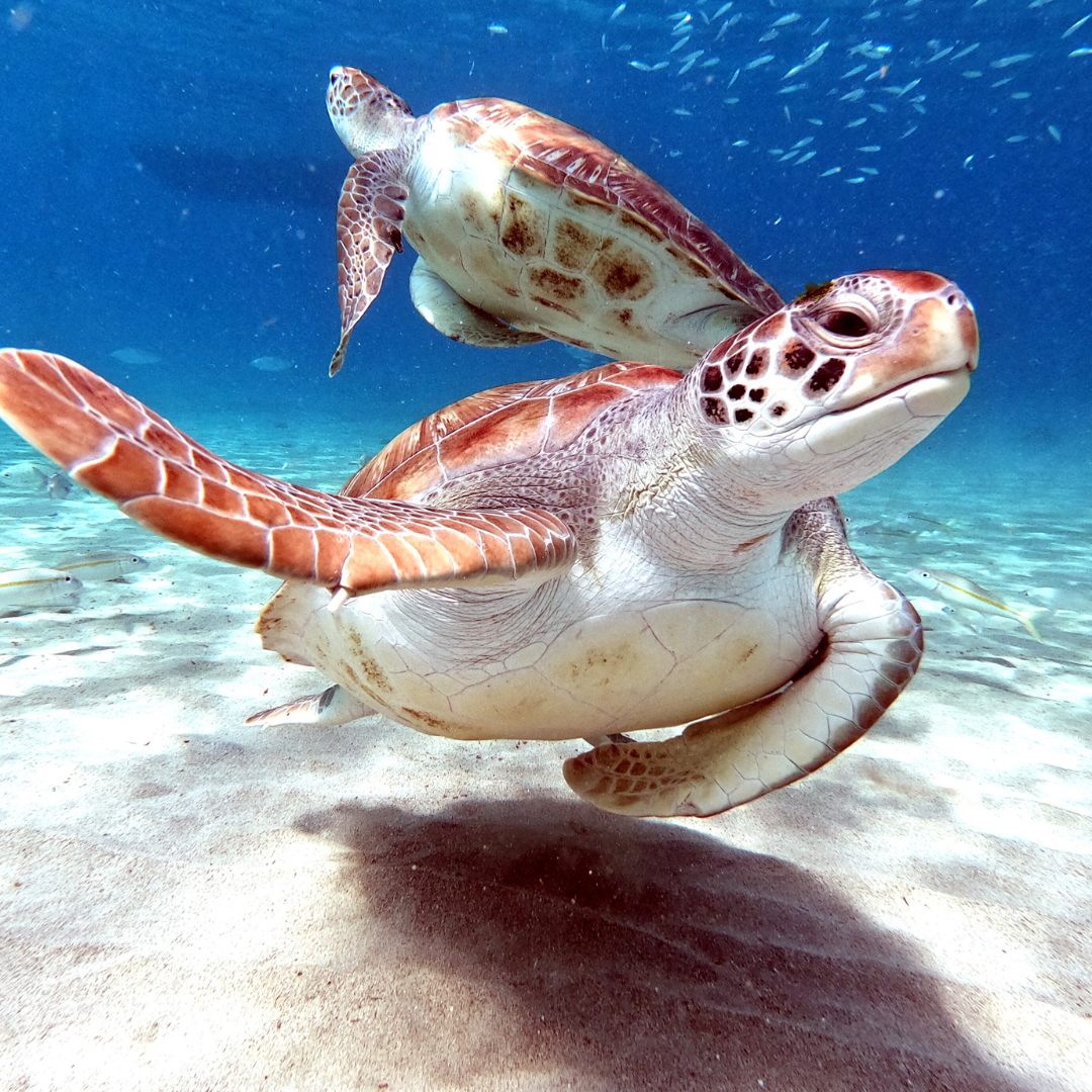 sea turtles