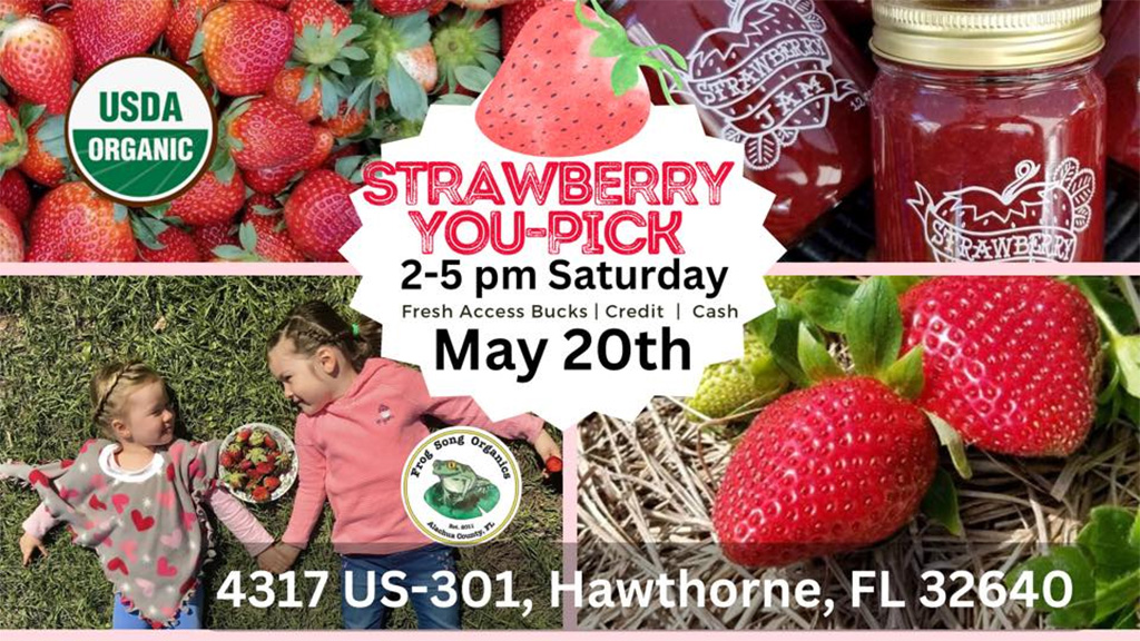 strawberry you pick