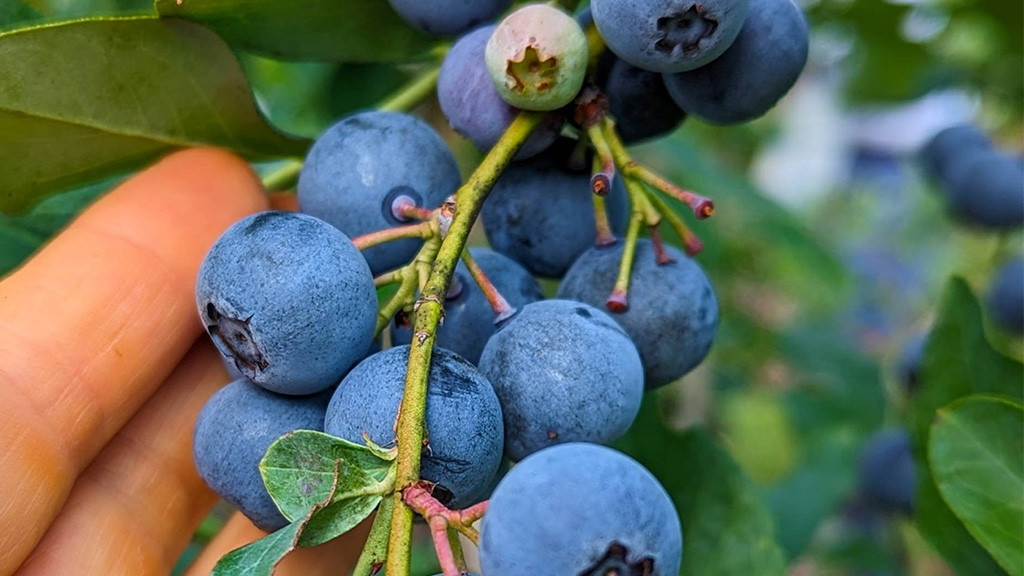 picking blueberries
