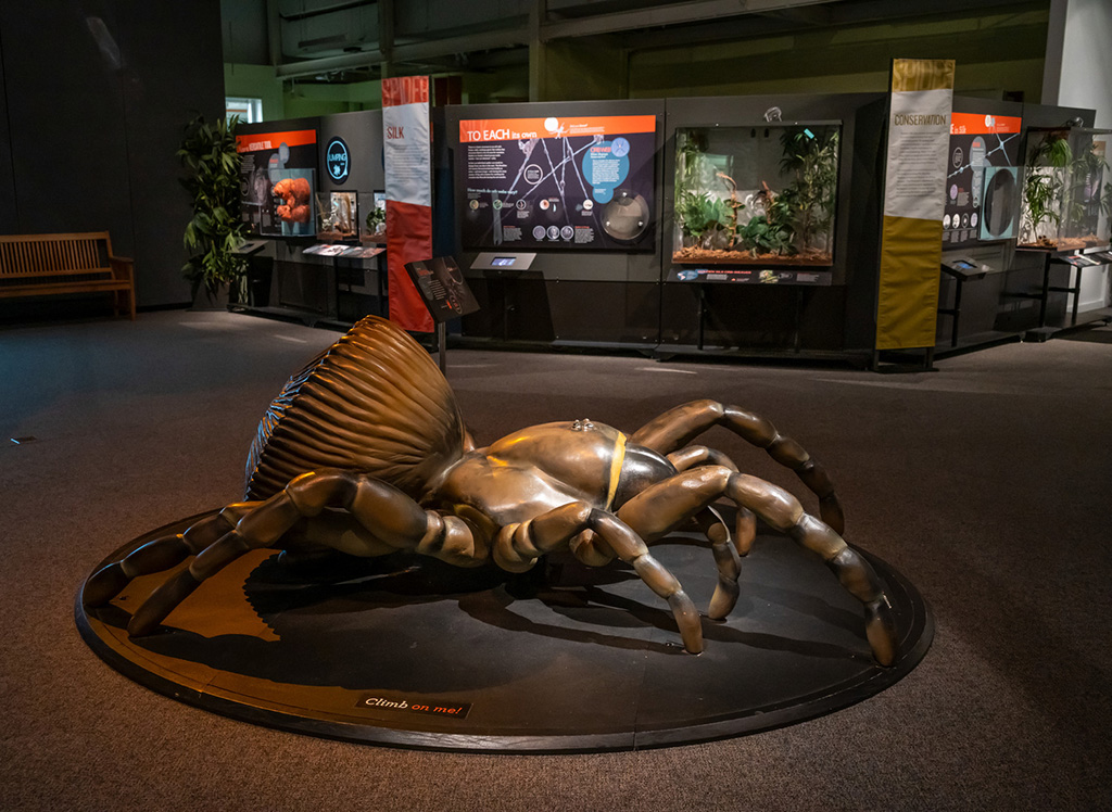 spider scultpure in exhibit