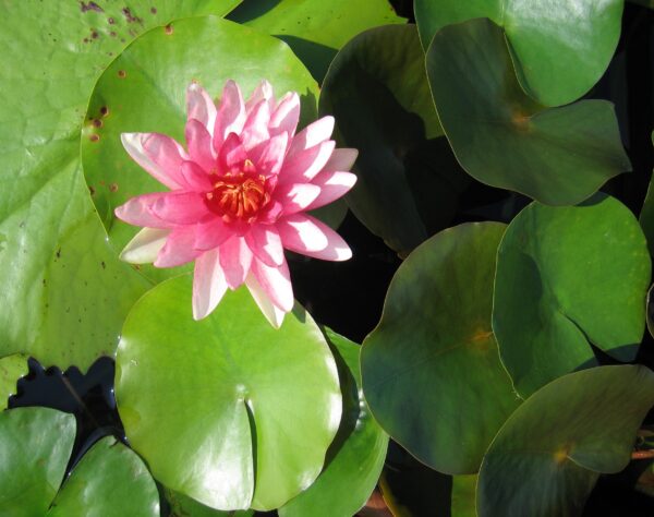 blooming flower