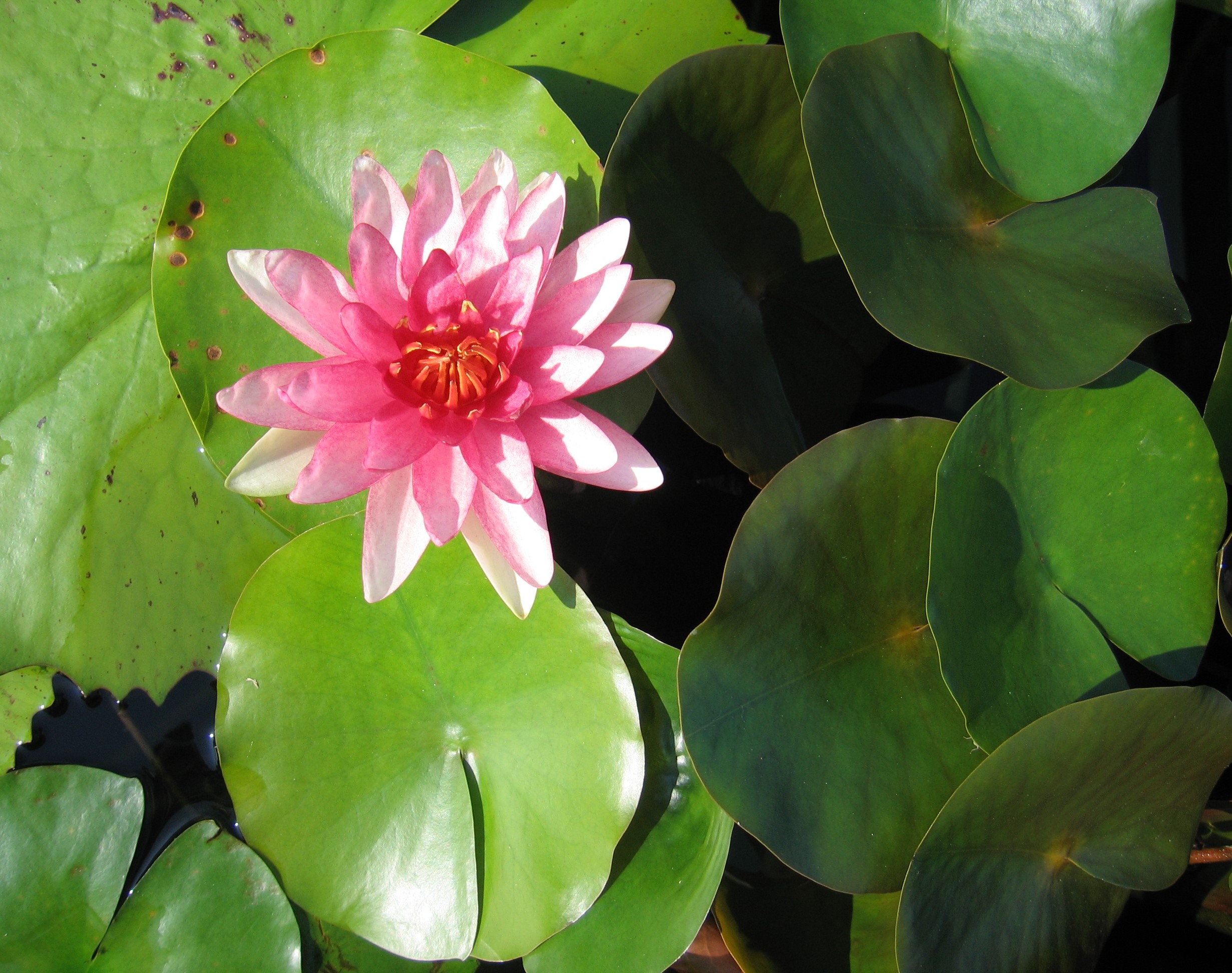 blooming flower