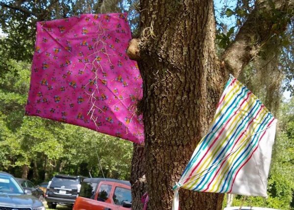 picture of kite in tree