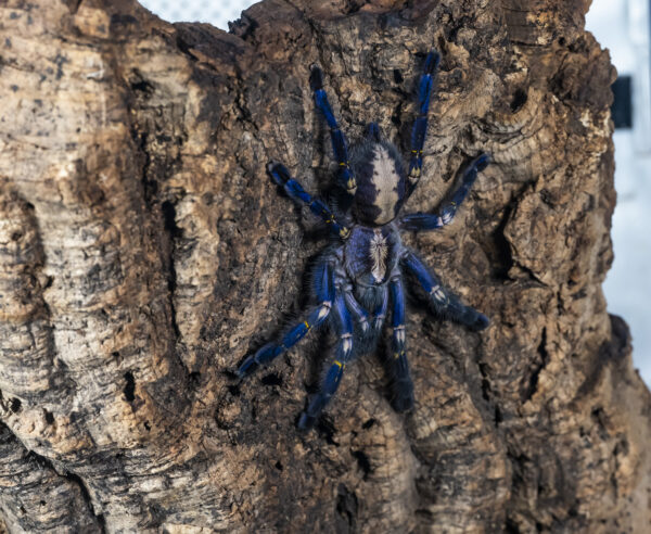 blue tarnatula on wood