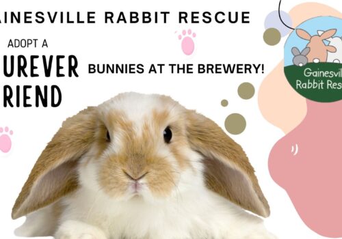 bunnies at the brewery