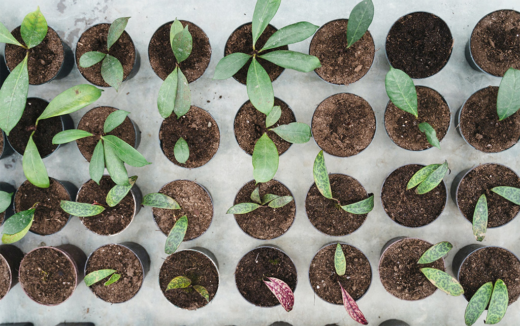 plants in pots