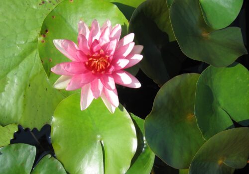 blooming flower
