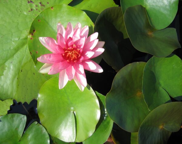 blooming flower