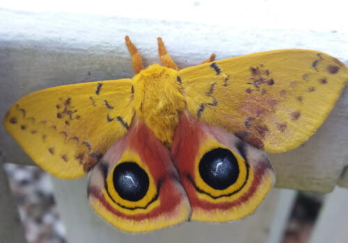 Io moth on fence