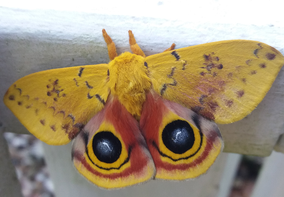 Io moth on fence