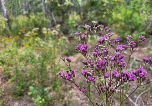 Bright purple and yellow wildflowers bloom in Barr Hammock