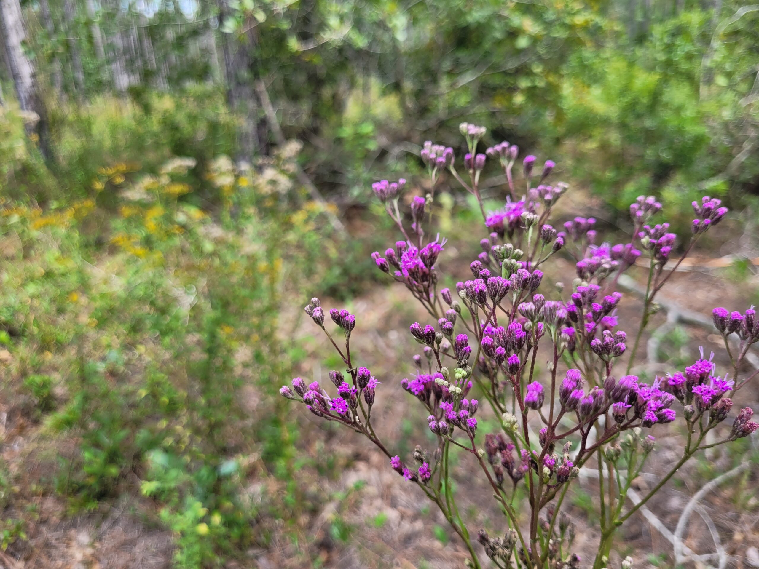 Bright purple and yellow wildflowers bloom in Barr Hammock