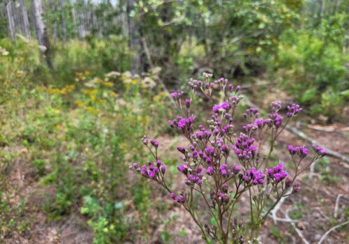 Bright purple and yellow wildflowers bloom in Barr Hammock