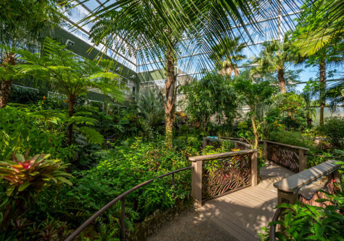 butterfly rainforest