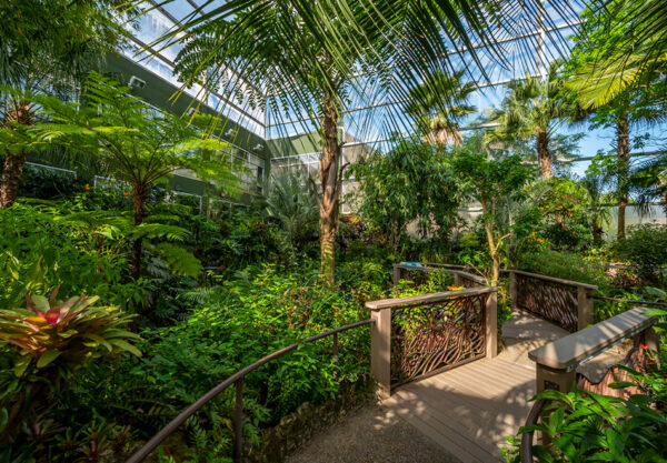 butterfly rainforest
