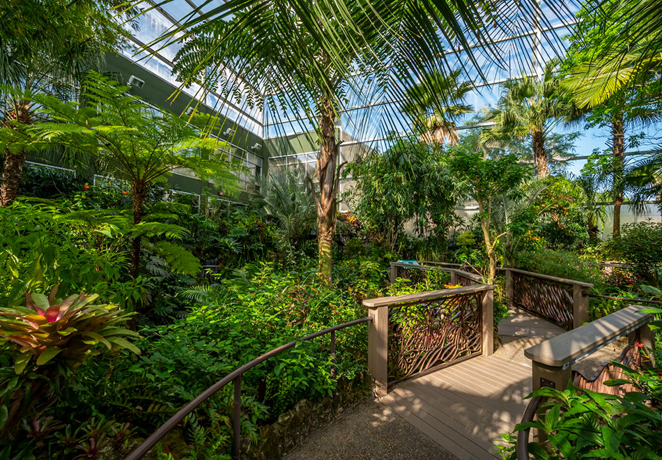 butterfly rainforest