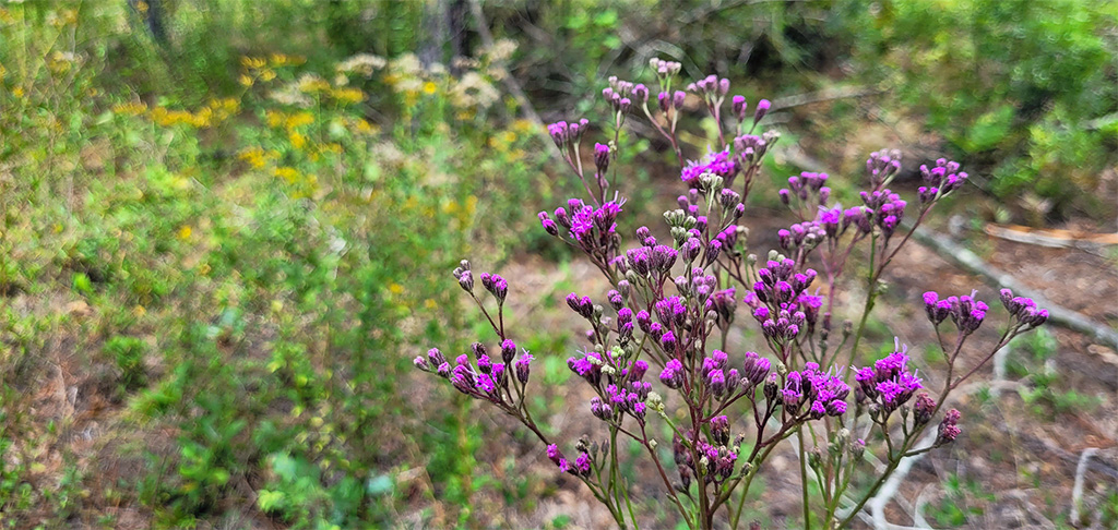 wildflower at barr hammock