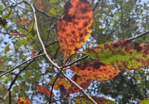 Swamp Tupelo leaves turn bright red as Autumn arrives in the wetlands.