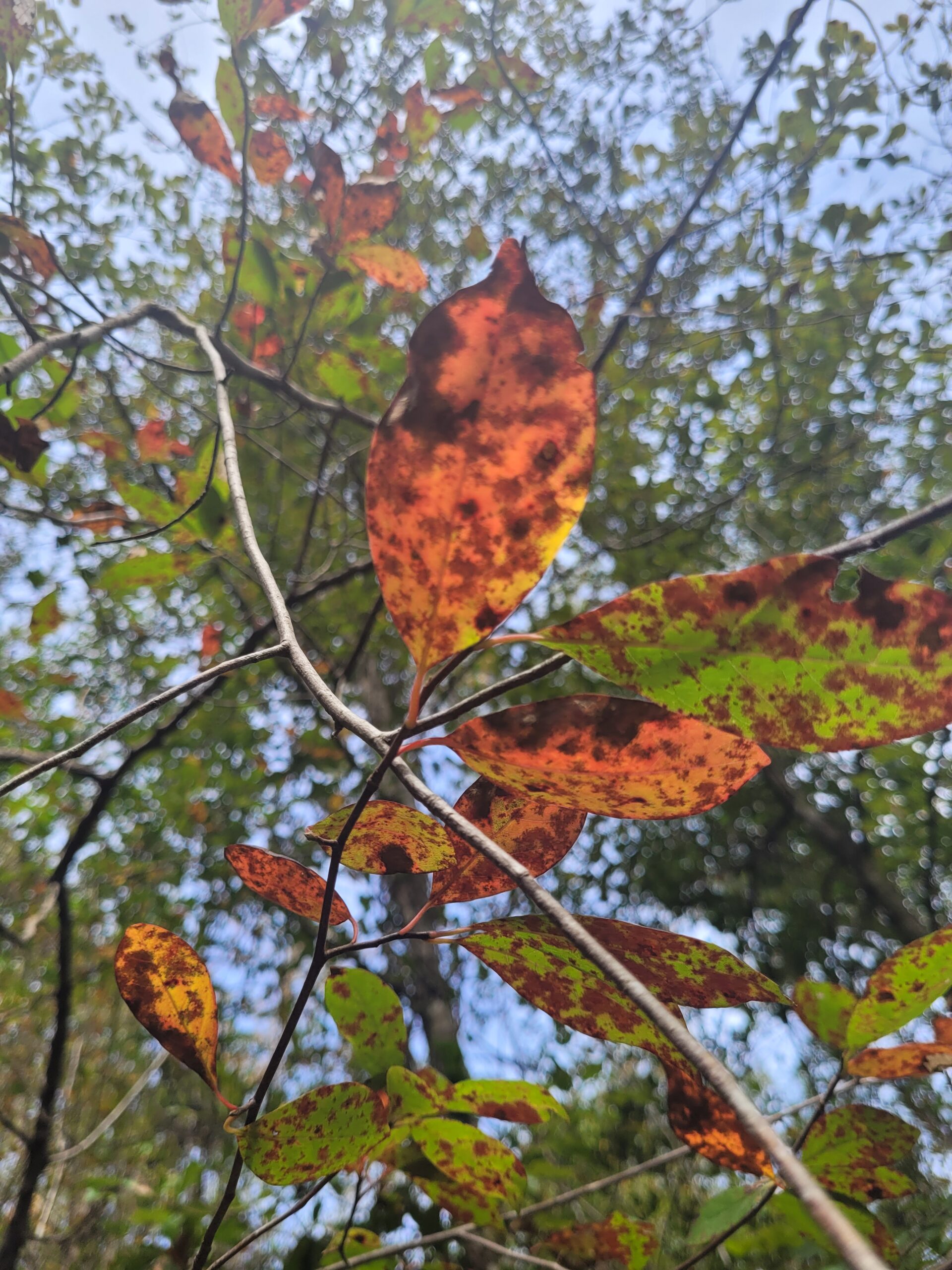 Swamp Tupelo leaves turn bright red as Autumn arrives in the wetlands.